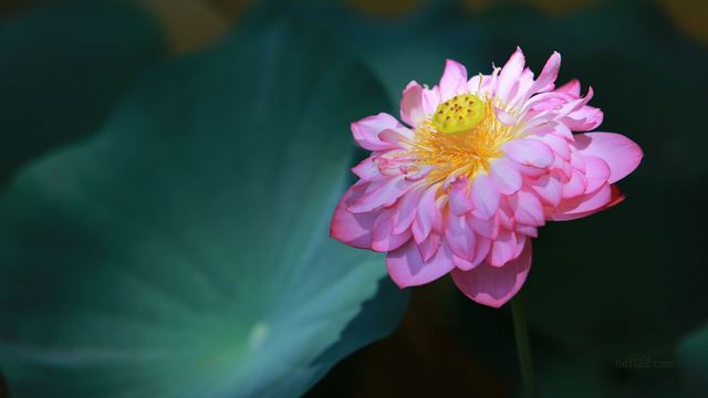 2013杭州西湖荷花艺术节