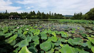 2013杭州西湖荷花艺术节 景点图 109_7