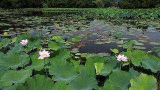 2013杭州西湖荷花艺术节 景点图 109_8