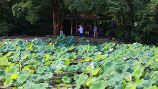 2013杭州西湖荷花艺术节 景点图 109_14