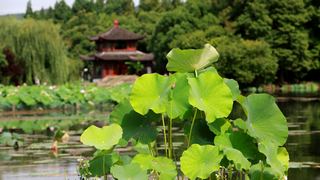 2013杭州西湖荷花艺术节 景点图 109_17