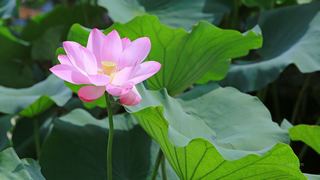 2013杭州西湖荷花艺术节 景点图 109_19