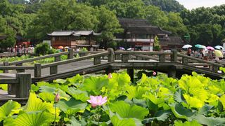 2013杭州西湖荷花艺术节 景点图 109_20
