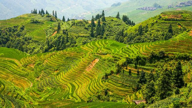 龙脊梯田