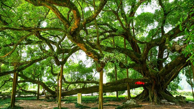 阳朔大榕树