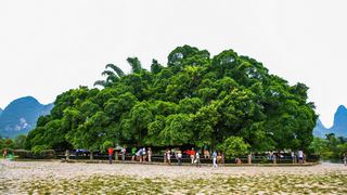 阳朔大榕树 景点图 119_4