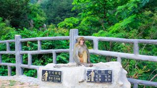 云台山 狝猴谷 景点图 238_3