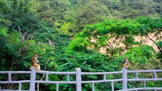 云台山 狝猴谷 景点图 238_5