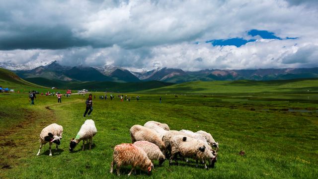 花海鸳鸯~青海海北州