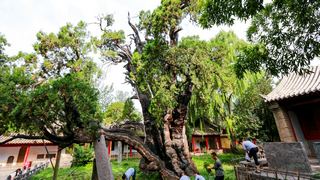 嵩阳书院 景点图 245_13