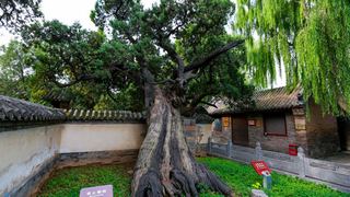 嵩阳书院 景点图 245_15
