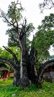 嵩阳书院 景点图 245_18