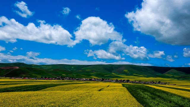 门源油菜花~青海海北州