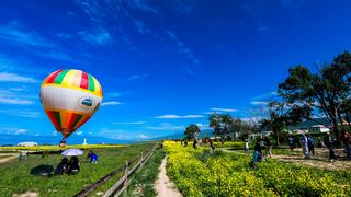 青海湖、七月油菜花 景点图 255_16