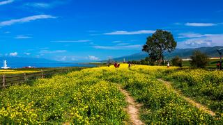 青海湖、七月油菜花 景点图 255_18