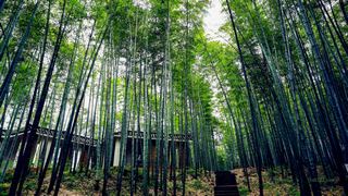 赤水竹海国家森林公园 景点图 28_9