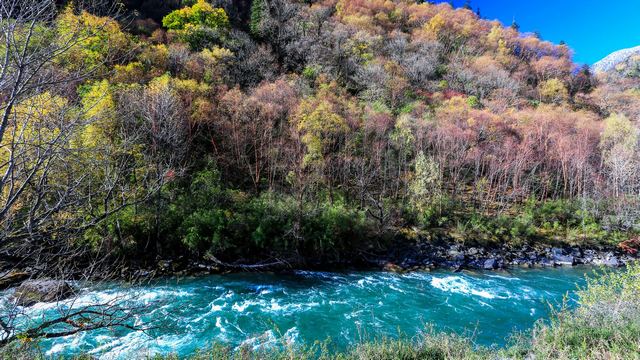 梭磨河大峡谷秋天彩林~四川阿坝