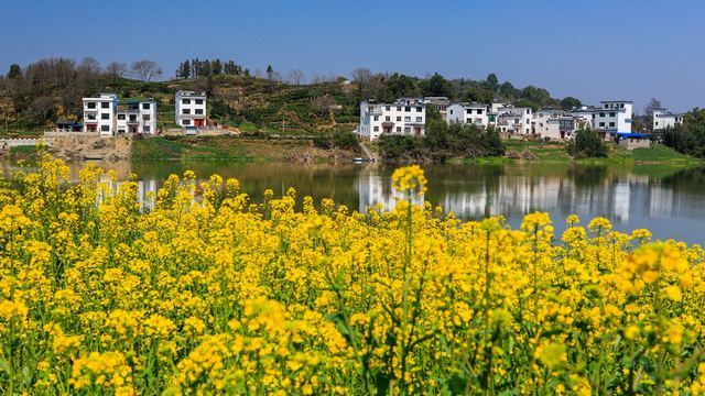 新安江山水画廊春天油菜花