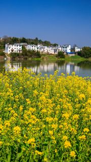 新安江山水画廊春天油菜花 景点图 312_2