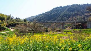 新安江山水画廊春天油菜花 景点图 312_3