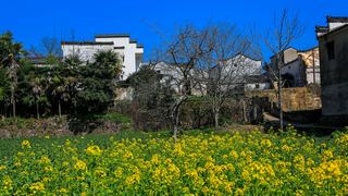 新安江山水画廊春天油菜花 景点图 312_4