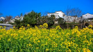 新安江山水画廊春天油菜花 景点图 312_6