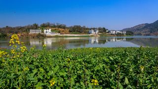 新安江山水画廊春天油菜花 景点图 312_7