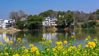 新安江山水画廊春天油菜花 景点图 312_8