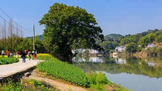 新安江山水画廊春天油菜花 景点图 312_12