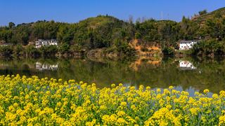 新安江山水画廊春天油菜花 景点图 312_13