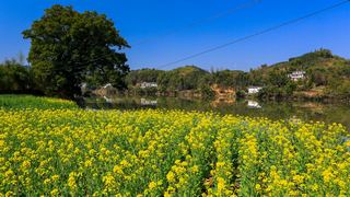 新安江山水画廊春天油菜花 景点图 312_14