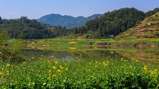 新安江山水画廊春天油菜花 景点图 312_16