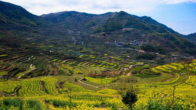 覆卮山春天梯田油菜花海
