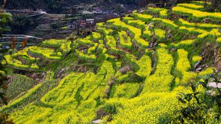 覆卮山春天梯田油菜花海 景点图 313_2