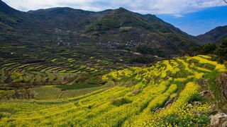 覆卮山春天梯田油菜花海 景点图 313_5