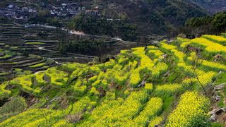 覆卮山春天梯田油菜花海 景点图 313_6