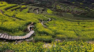 覆卮山春天梯田油菜花海 景点图 313_7