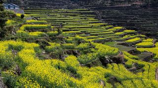覆卮山春天梯田油菜花海 景点图 313_8