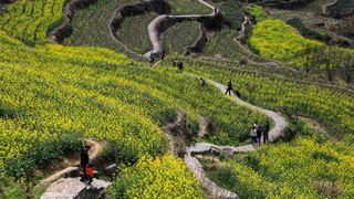 覆卮山春天梯田油菜花海 景点图 313_9