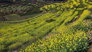 覆卮山春天梯田油菜花海 景点图 313_10