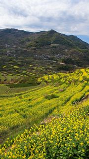 覆卮山春天梯田油菜花海 景点图 313_11