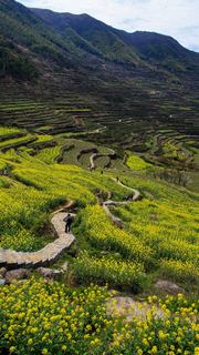覆卮山春天梯田油菜花海 景点图 313_13