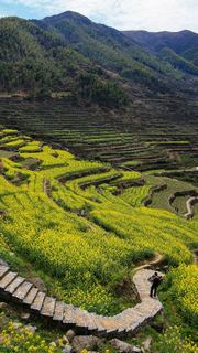 覆卮山春天梯田油菜花海 景点图 313_14