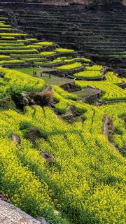 覆卮山春天梯田油菜花海 景点图 313_15