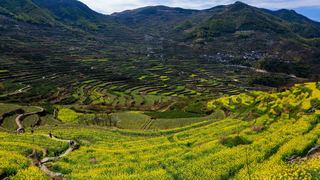 覆卮山春天梯田油菜花海 景点图 313_16