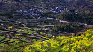 覆卮山春天梯田油菜花海 景点图 313_17