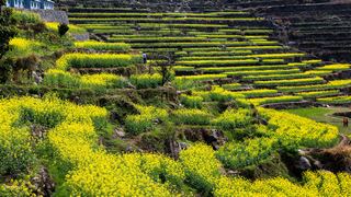 覆卮山春天梯田油菜花海 景点图 313_18
