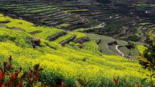 覆卮山春天梯田油菜花海 景点图 313_20