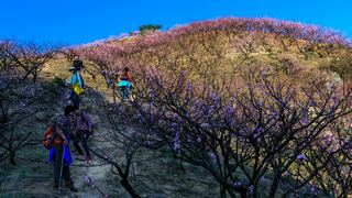 源东桃花节 景点图 314_7