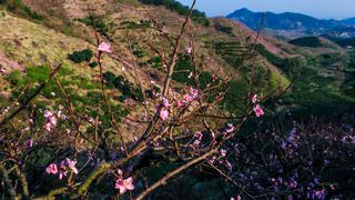 源东桃花节 景点图 314_13